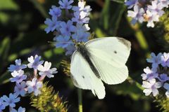 Kleiner Kohlweißling (Pieris rapae)