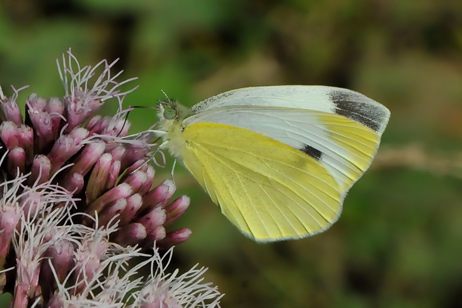 Kleiner Kohlweißling (Pieris rapae)