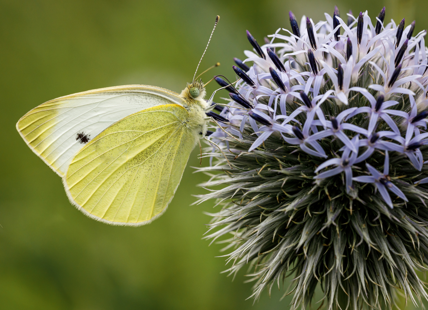 Kleiner Kohlweißling (Pieris rapae)