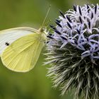 Kleiner Kohlweißling (Pieris rapae)