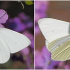 Kleiner Kohlweißling (Pieris rapae) - Collage