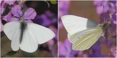 Kleiner Kohlweißling (Pieris rapae) - Collage