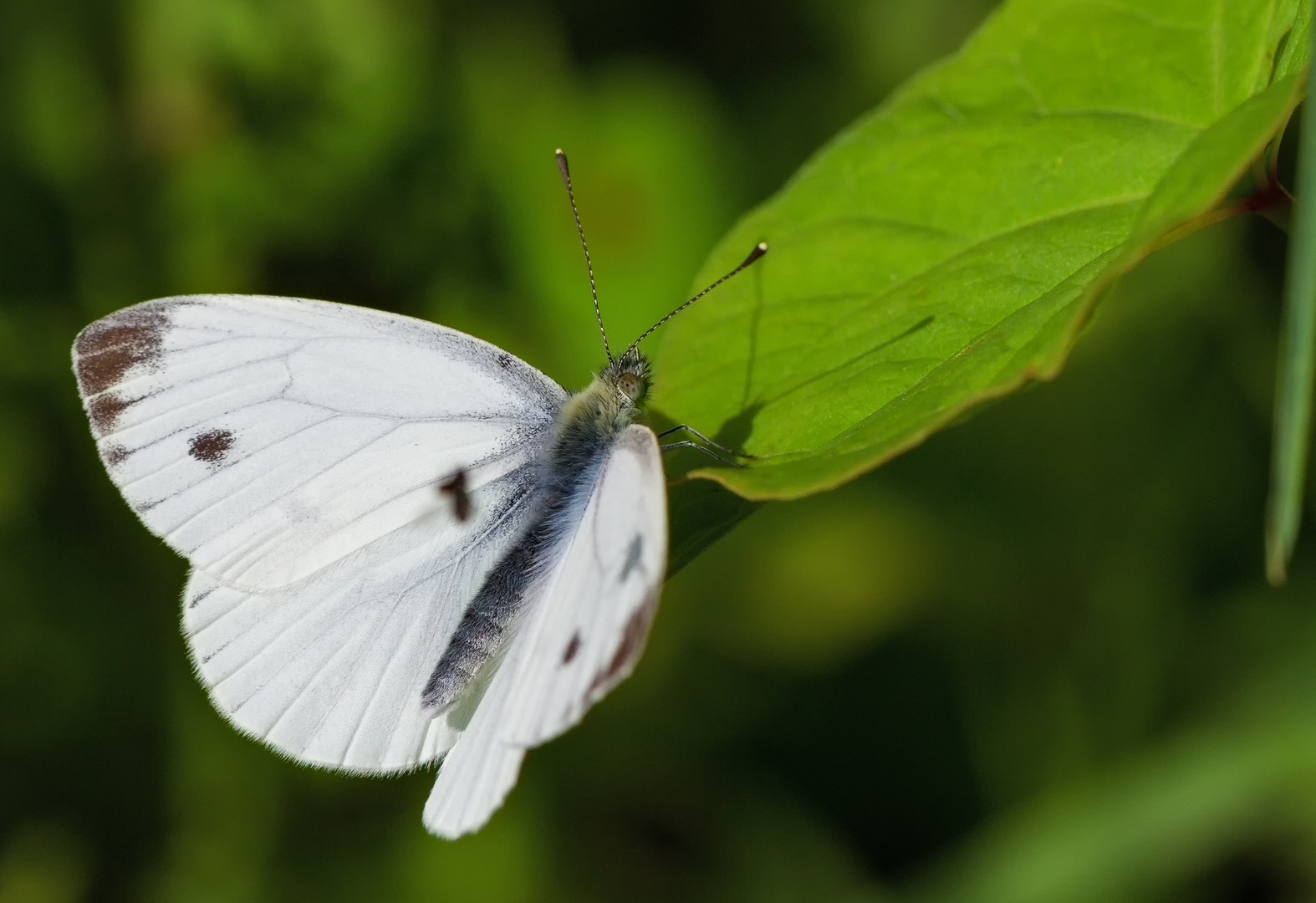   Kleiner Kohlweißling (Pieris rapae)