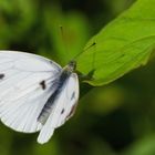   Kleiner Kohlweißling (Pieris rapae)