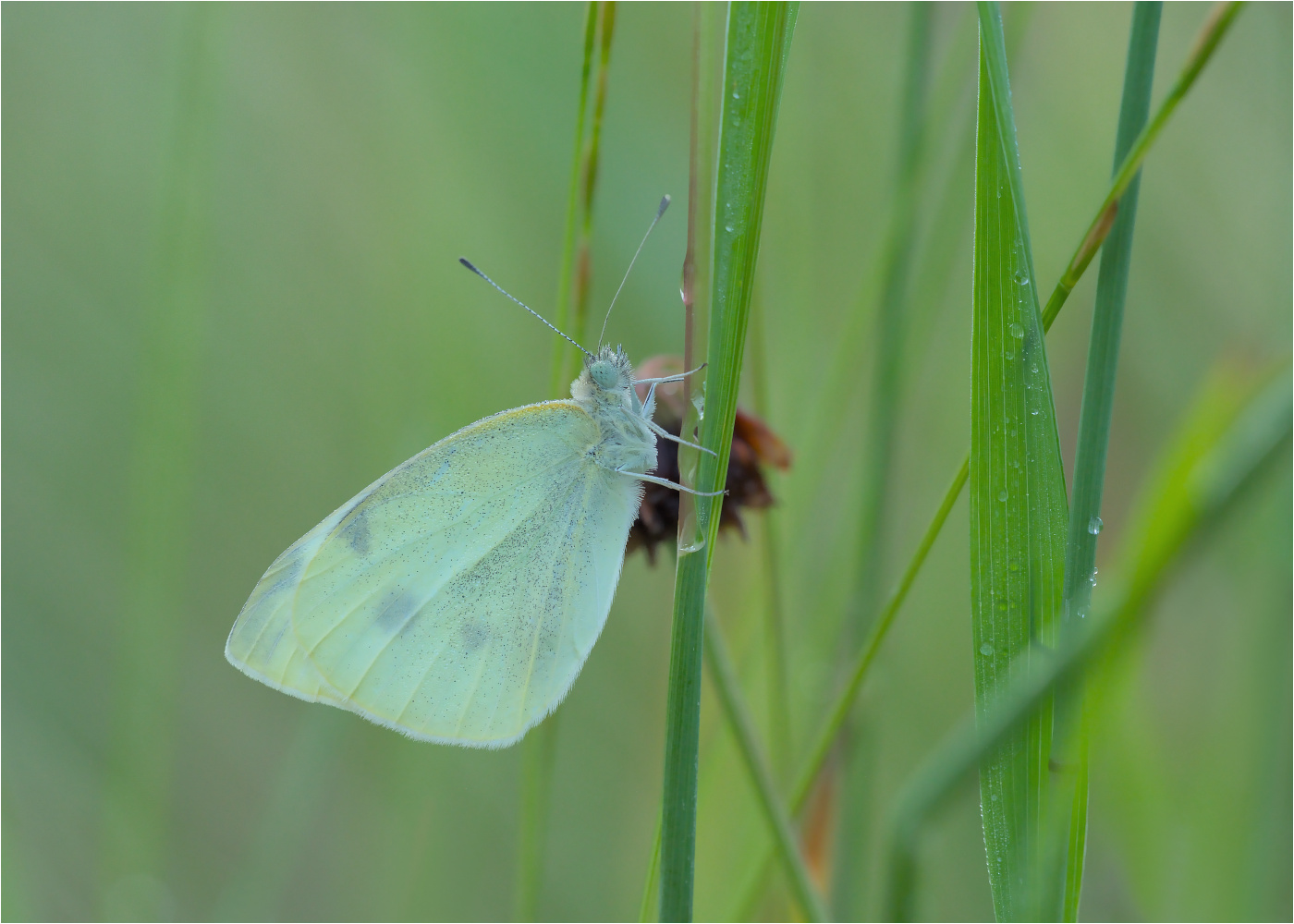 Kleiner Kohlweißling (Pieris rapae)