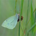 Kleiner Kohlweißling (Pieris rapae)