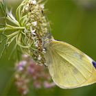 Kleiner Kohlweißling (Pieris rapae)