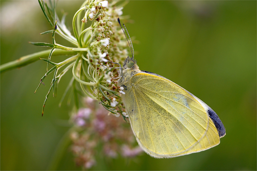 Kleiner Kohlweißling (Pieris rapae)