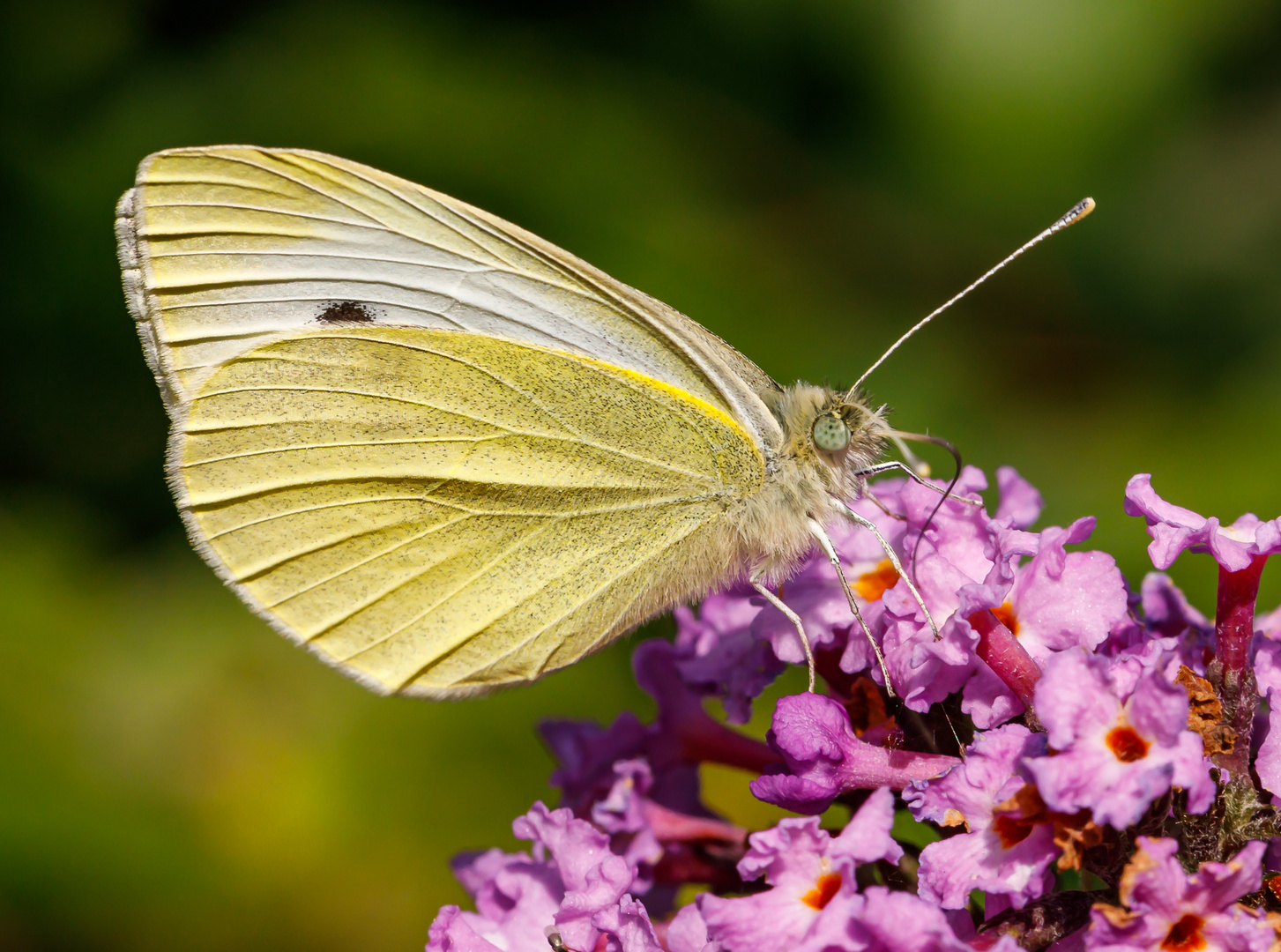 Kleiner Kohlweißling (Pieris rapae)