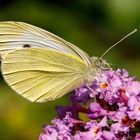 Kleiner Kohlweißling (Pieris rapae)