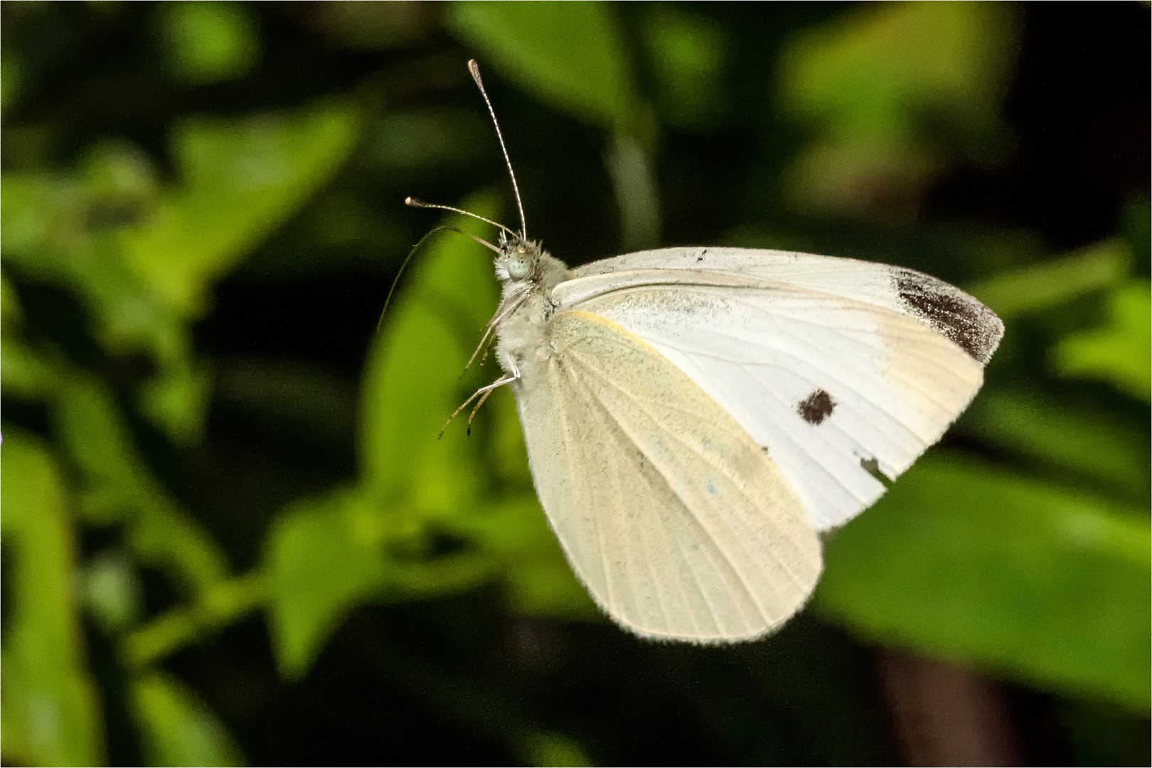 Kleiner Kohlweißling, Pieris rapae im Anflug  ......