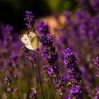 Kleiner Kohlweißling (Pieris rapae) im Lavendel