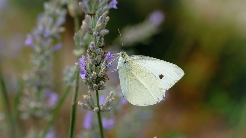 Kleiner Kohlweißling (Pieris rapae), small white