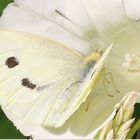 Kleiner Kohlweißling (Pieris rapae) Weibchen