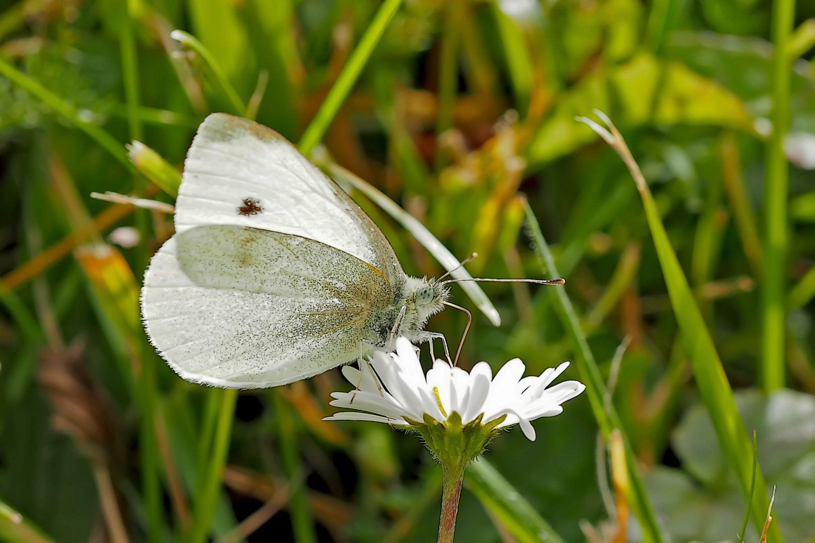 Kleiner Kohlweißling, Rübenweißling (Pieris rapae) - Piéride de la rave (Pieris rapae)