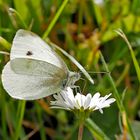 Kleiner Kohlweißling, Rübenweißling (Pieris rapae) - Piéride de la rave (Pieris rapae)