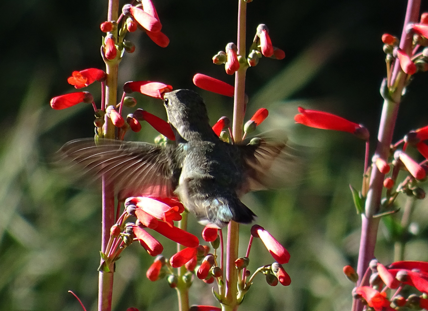 kleiner Kolibri