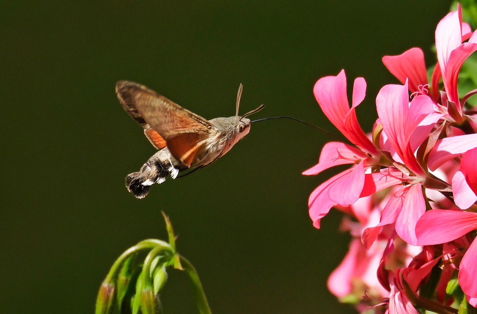 "Kleiner Kolibri"