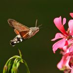 "Kleiner Kolibri"