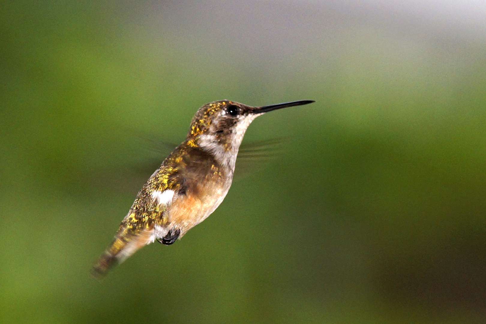 Kleiner Kolibri