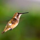 Kleiner Kolibri