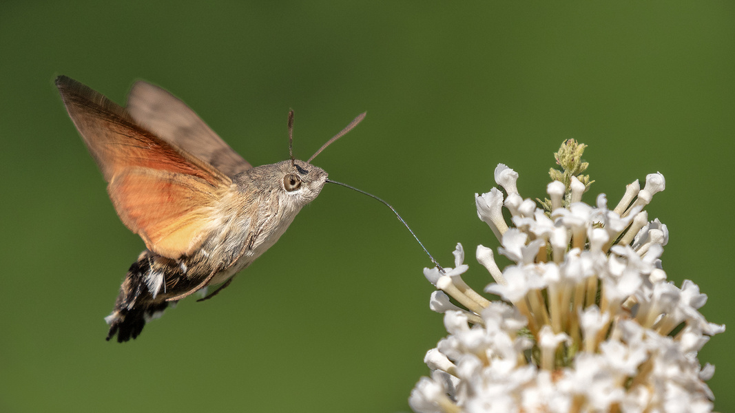 Kleiner Kolibri