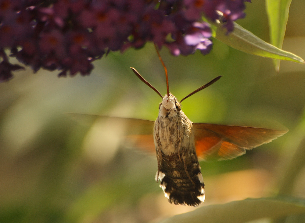 Kleiner Kolibri