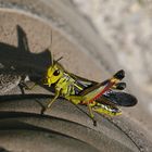 Kleiner Kollege auf den Wanderschuhen...