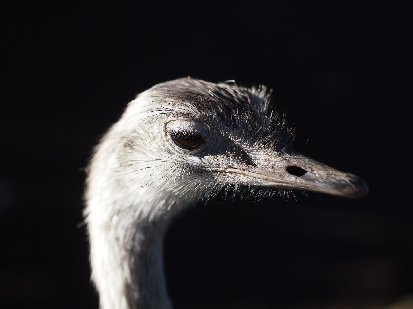 Kleiner Kopf eines großen Vogels