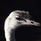 Kleiner Kopf eines großen Vogels