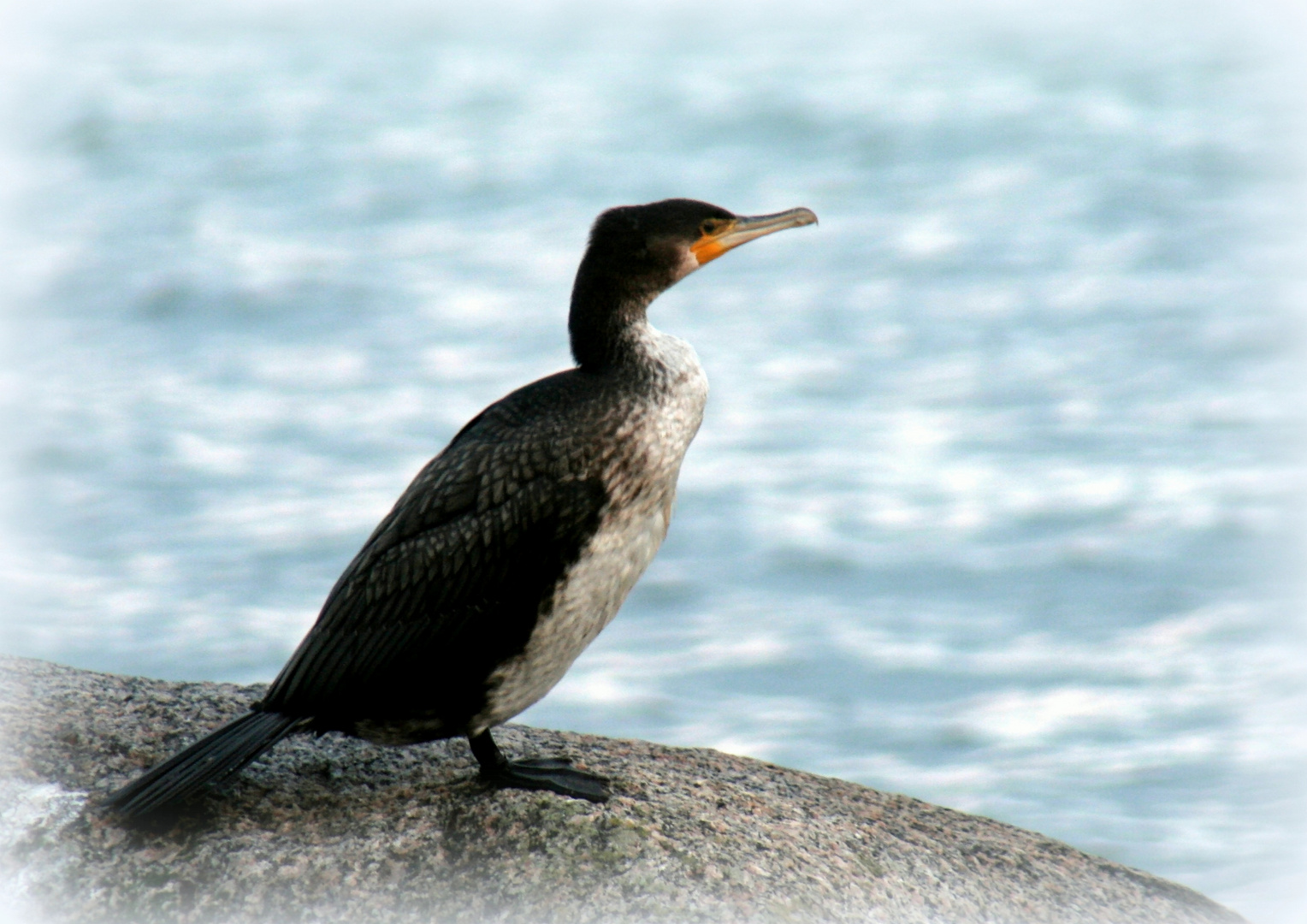 Kleiner Kormoran