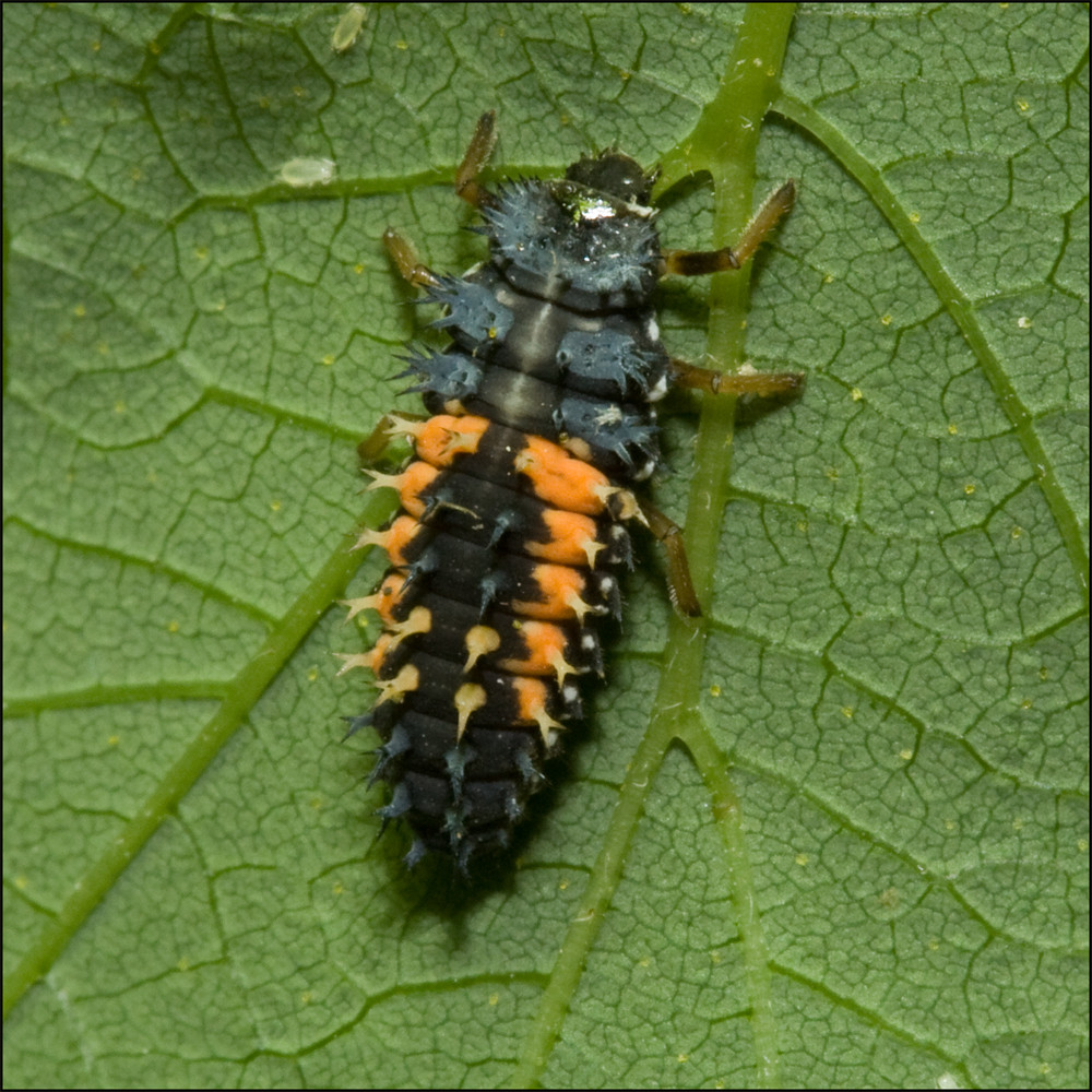 Kleiner Krabbler Foto & Bild tiere, wildlife, insekten Bilder auf