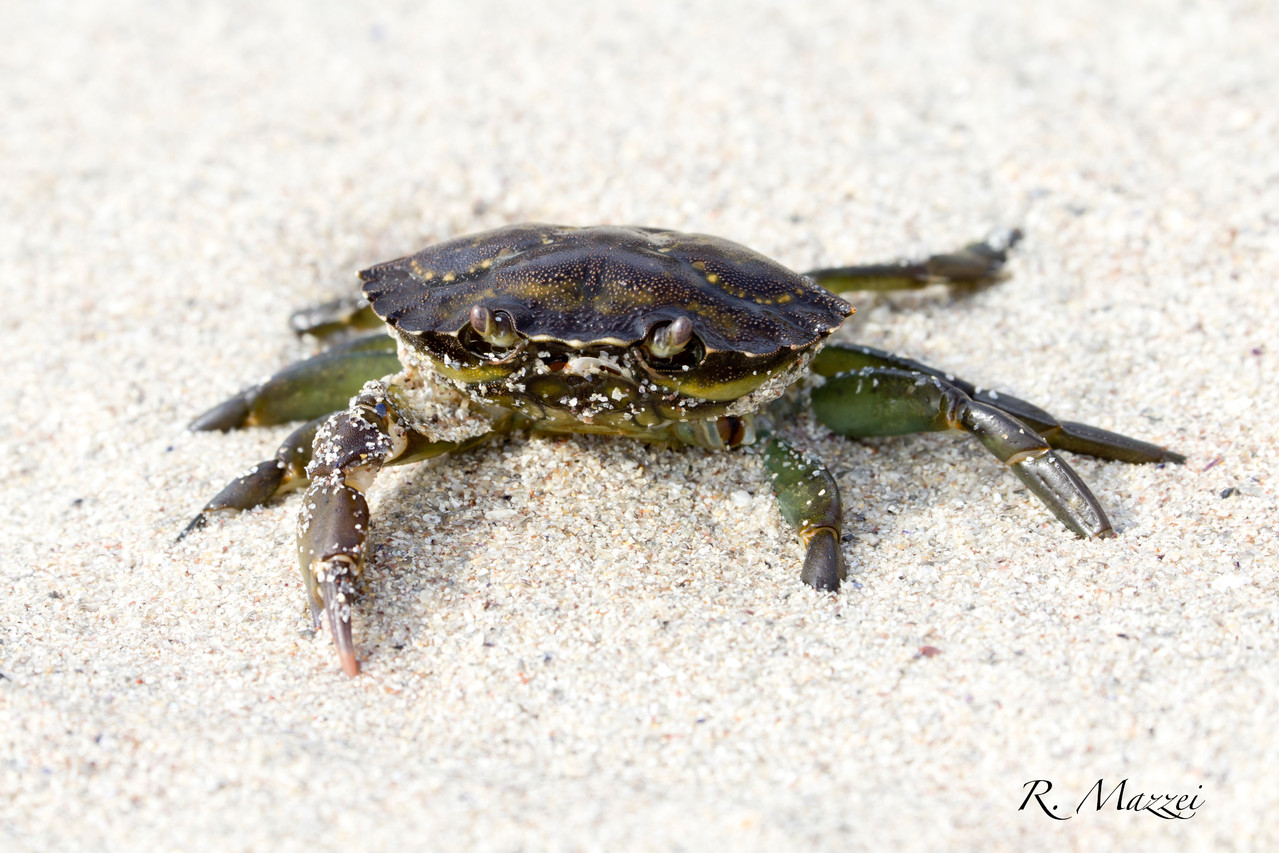 Kleiner Krebs am Strand