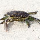 Kleiner Krebs am Strand