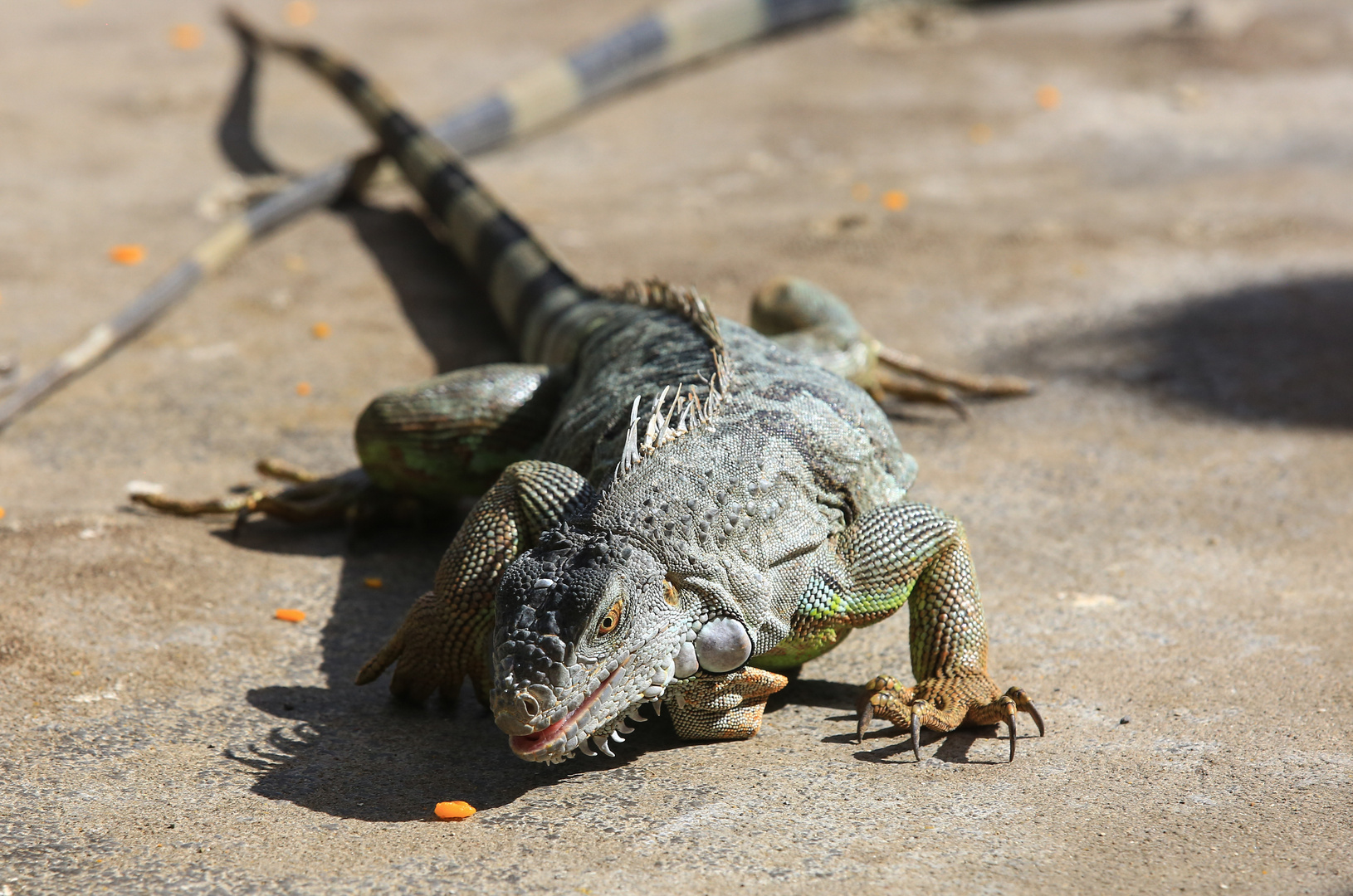 Kleiner Krokodil-Leguan