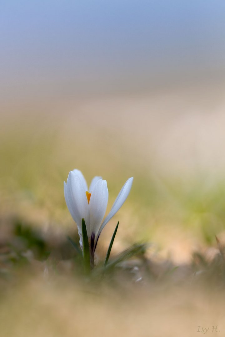 kleiner Krokus