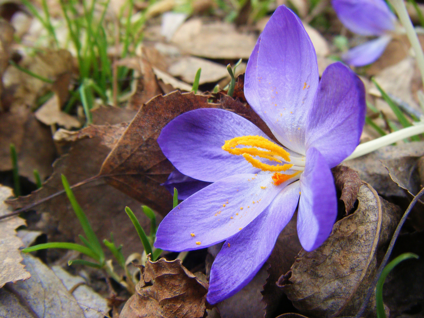 Kleiner Krokus