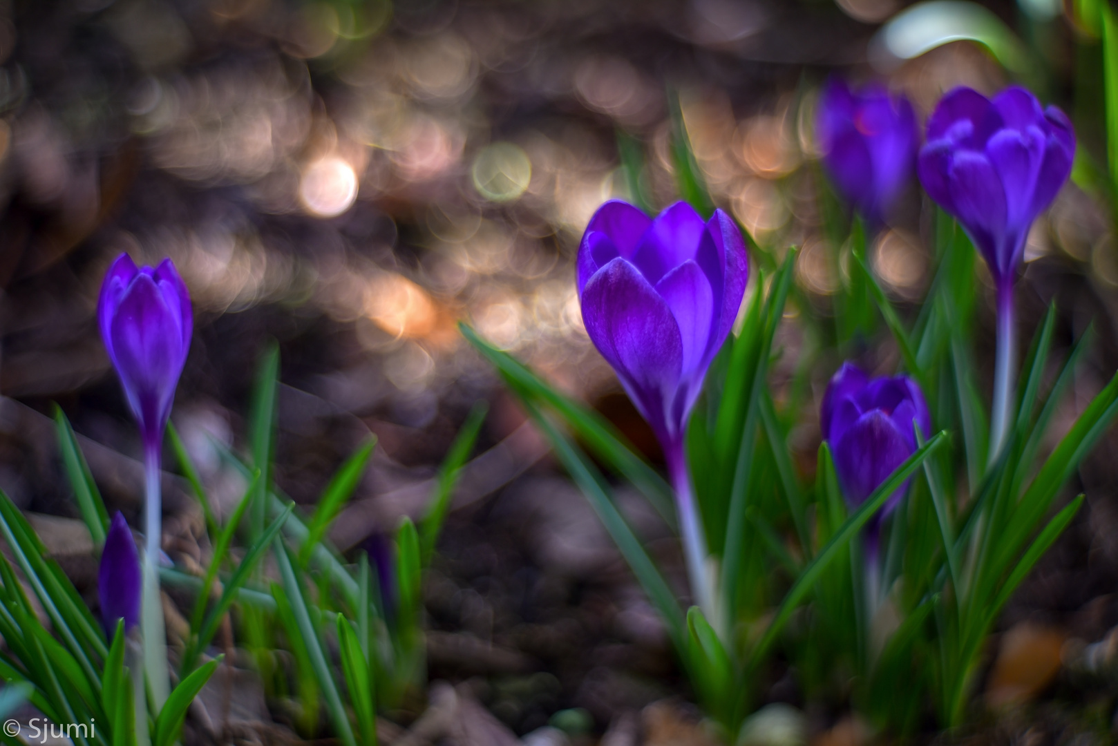 Kleiner Krokus Lichtzauber