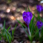 Kleiner Krokus Lichtzauber