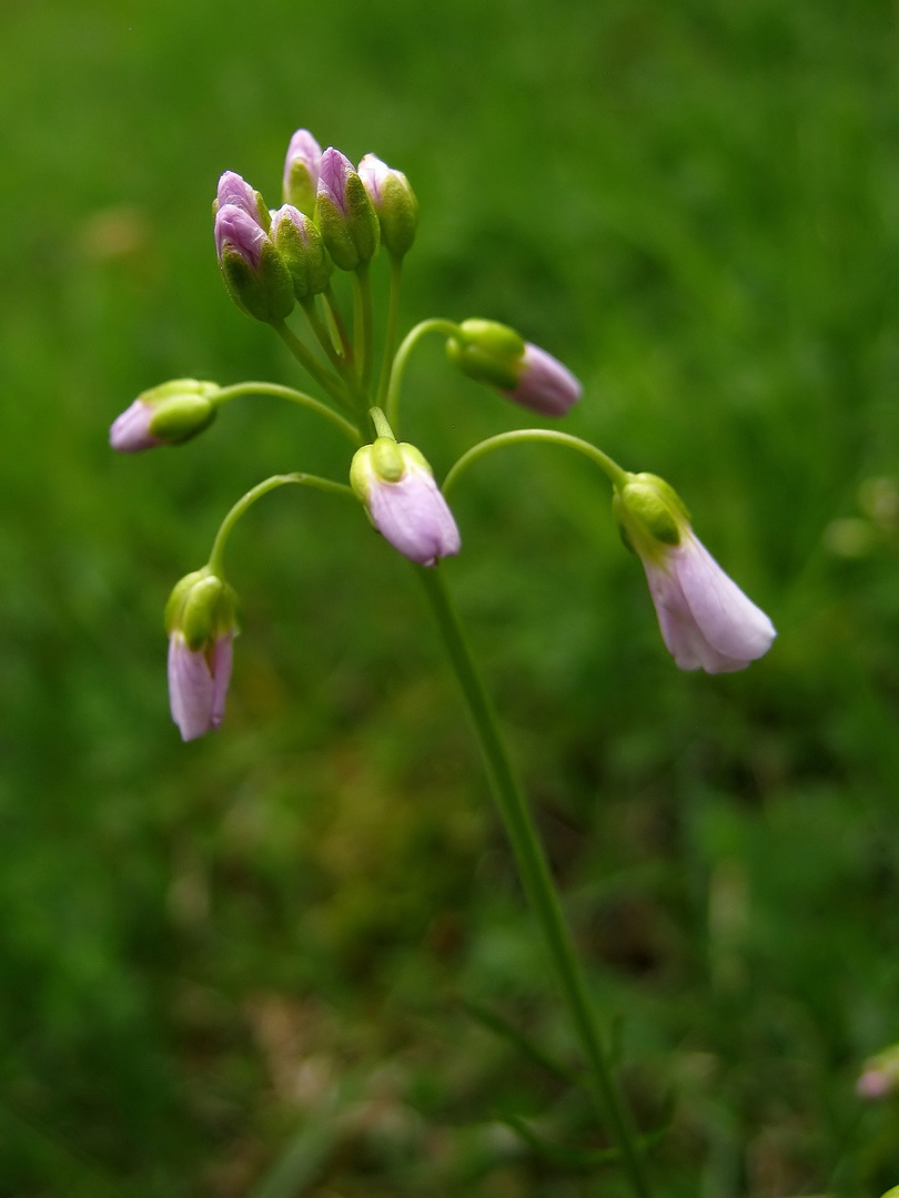 Kleiner Kronleuchter