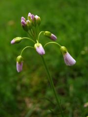 Kleiner Kronleuchter