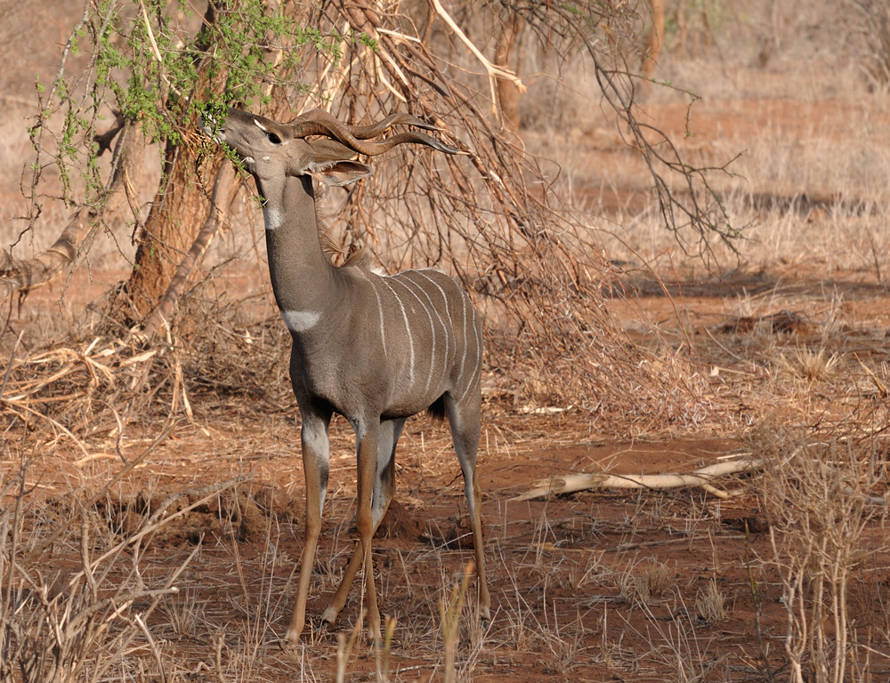 Kleiner Kudu