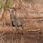 Kleiner Kudu