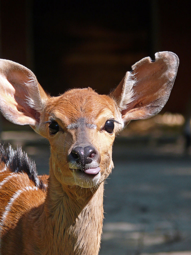 Kleiner Kudu von Jens Schade