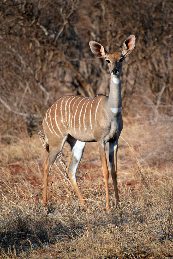 Kleiner Kudu