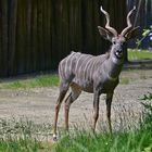 Kleiner Kudu (Ammelaphus imberbis)