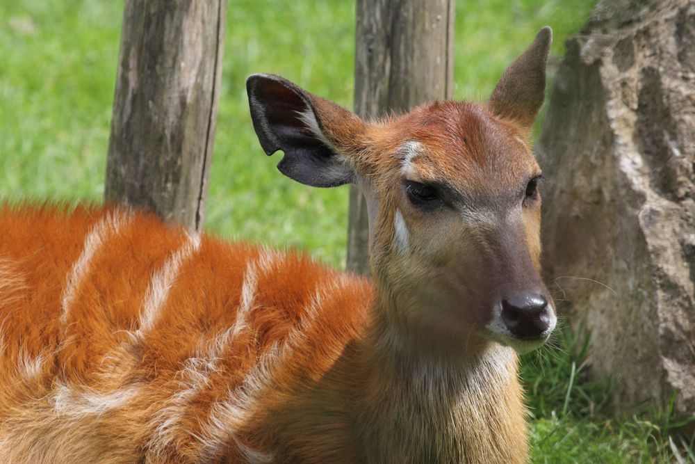 Kleiner Kudu (Ammelaphus imberbis), Parc Zoologique & Botanique Muhlhouse