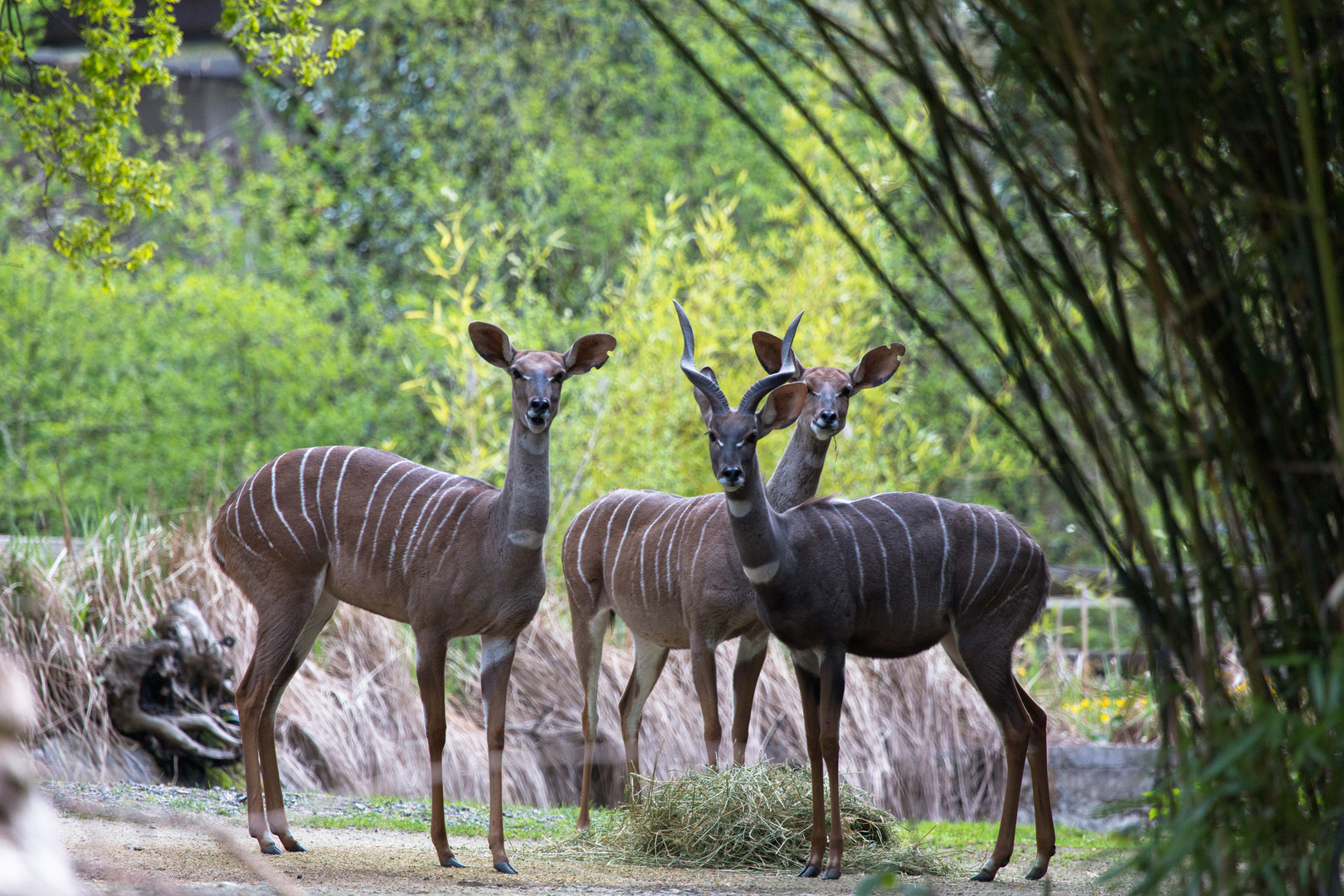 kleiner Kudu