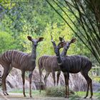 kleiner Kudu