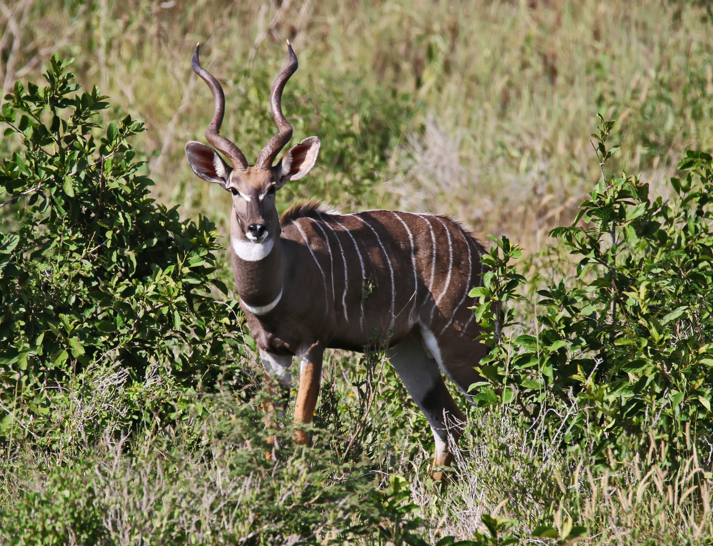 "Kleiner Kudu"-Bock